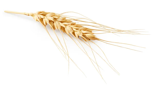 Spikelet and grains of wheat Stock Image