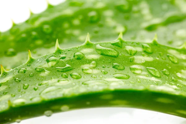 Aloe vera med droppar — Stockfoto