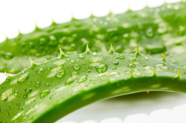 aloe vera damla 