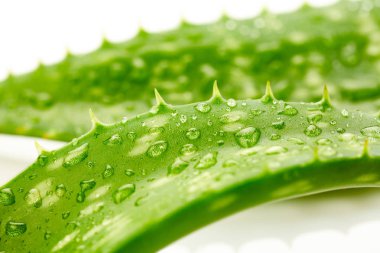 aloe vera damla 