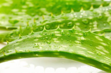 aloe vera damla 