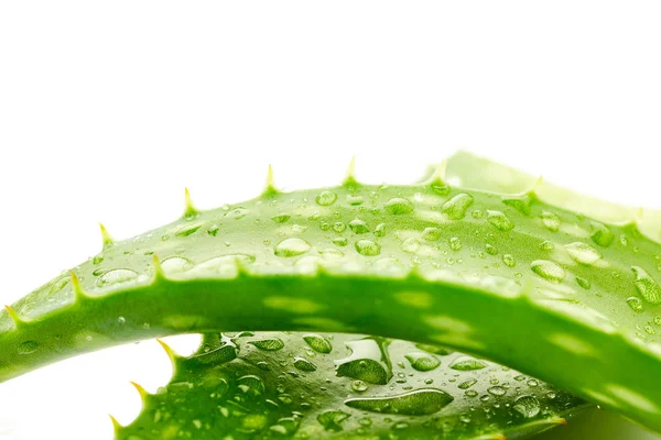 Aloe Vera mit Tropfen — Stockfoto