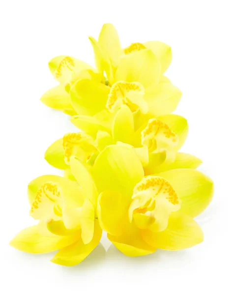 Gele orchidee bloemen — Stockfoto