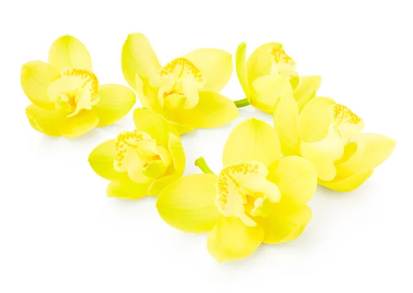 노란 난초 꽃 — 스톡 사진
