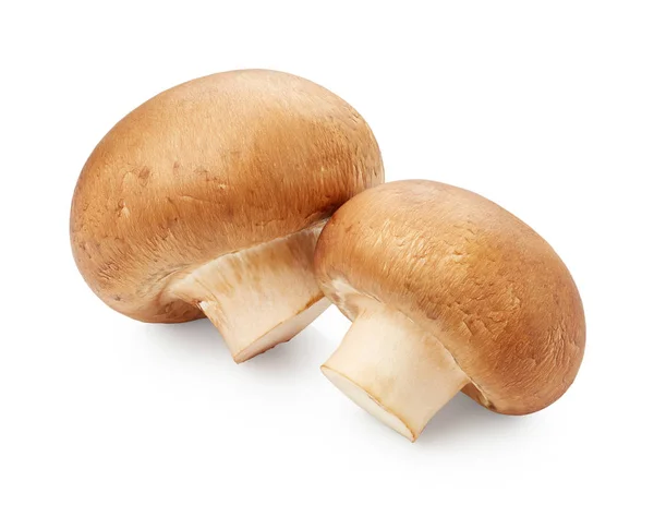 Verse rauwe paddestoelen — Stockfoto