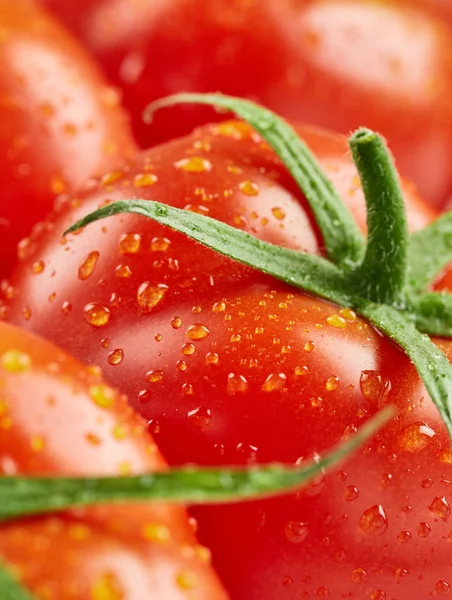 Tomates com gotas de água — Fotografia de Stock