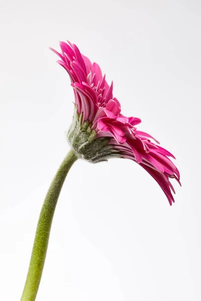 Gerbera rosa Fiore — Foto Stock