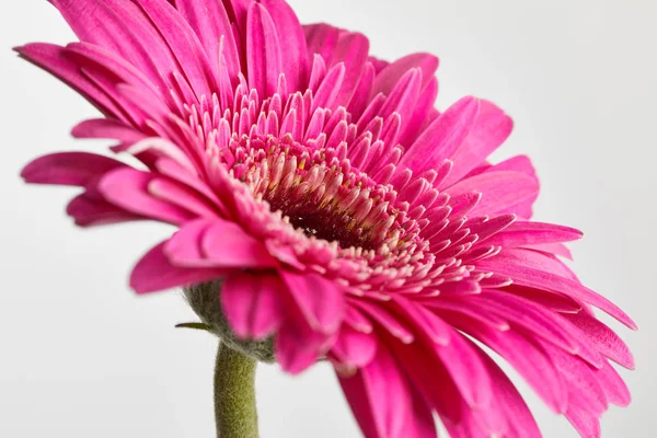 Fiore di gerbera rosa da vicino — Foto Stock