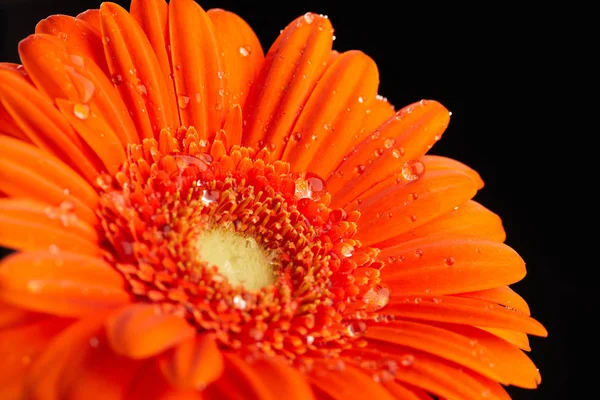 Gerbera flower with drops of water