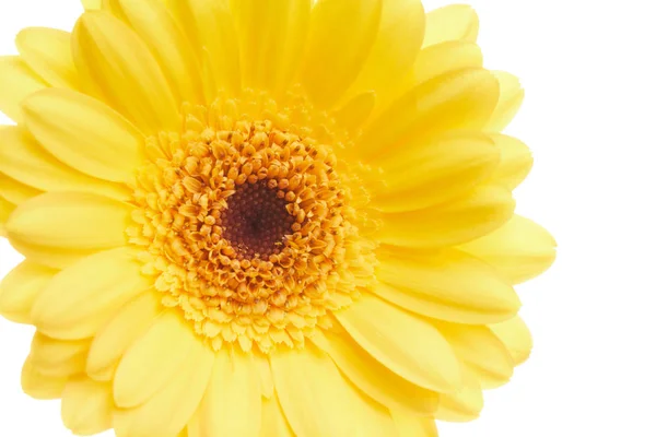 Gerbera piękny żółty kwiat — Zdjęcie stockowe