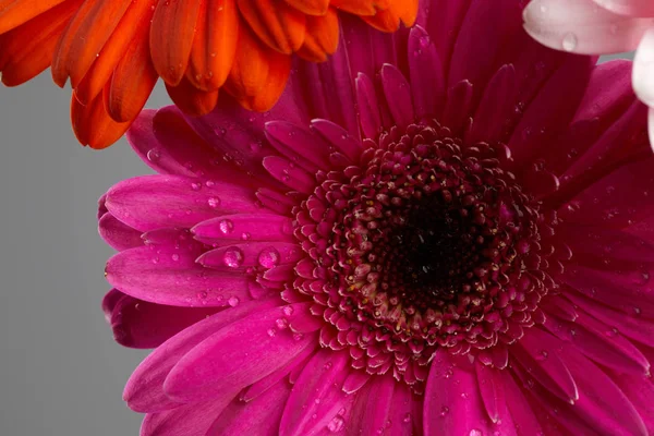 Красивый цветок герберы — стоковое фото