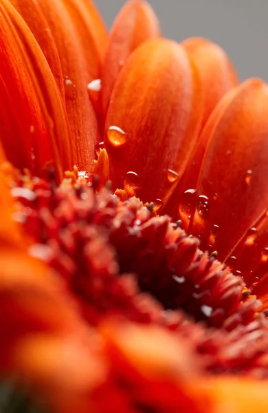 Gerbera-Blüte aus nächster Nähe — Stockfoto