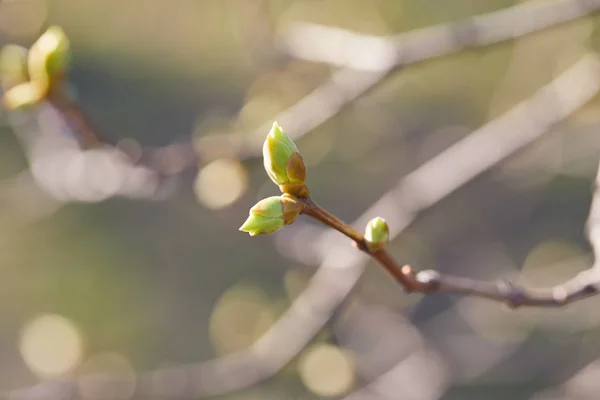 Primeros brotes de primavera — Foto de Stock