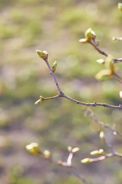 Primeros brotes de primavera en rama de árbol — Foto de Stock