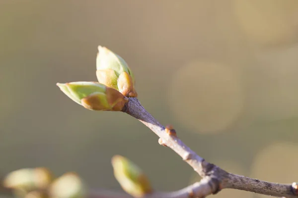The first early spring buds on tree branch