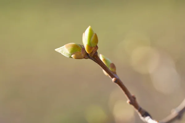Primeros Brotes Primavera Rama Del Árbol Fondo Naturaleza — Foto de Stock