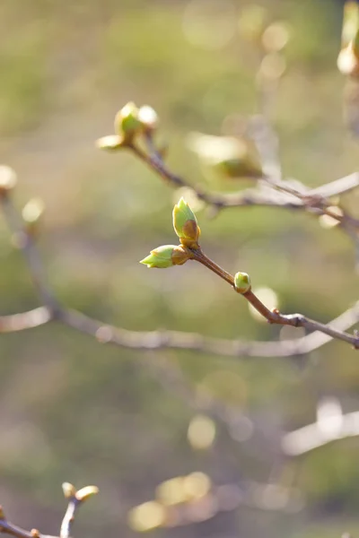 Primeros Brotes Primaverales Rama Árbol — Foto de Stock