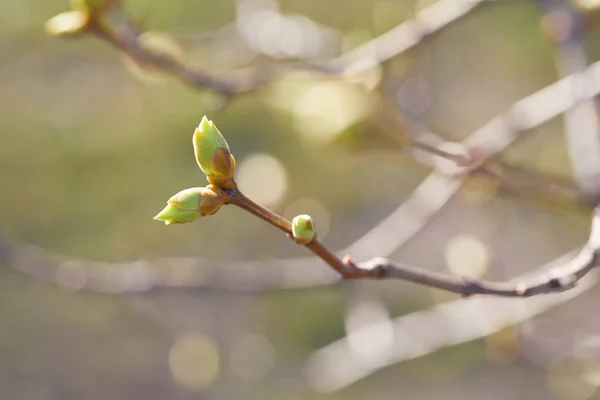 Los Primeros Brotes Verdes Primavera Rama Del Árbol — Foto de Stock