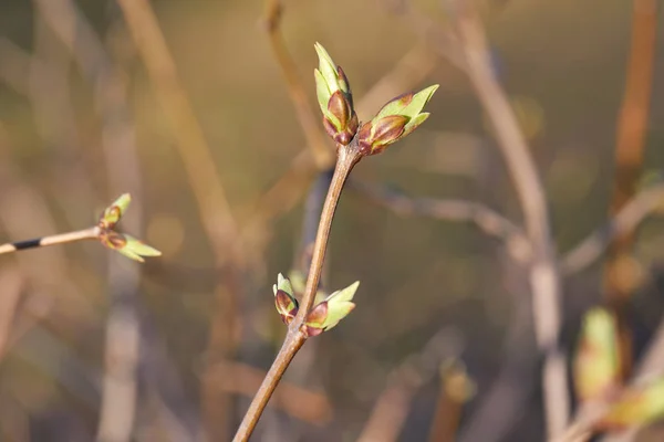 Premiers Bourgeons Printaniers Sur Branche Arbre Contexte Naturel — Photo