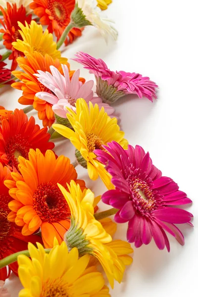 Gerbera çiçekleri — Stok fotoğraf