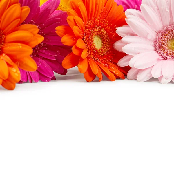 Gerbera fiori con gocce d'acqua — Foto Stock