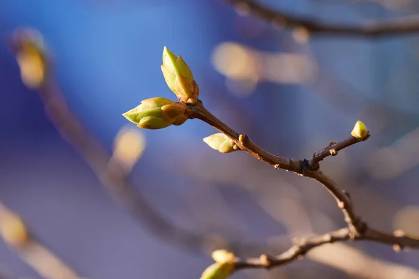 Primeros Brotes Primavera Rama Del Árbol Fondo Naturaleza — Foto de Stock