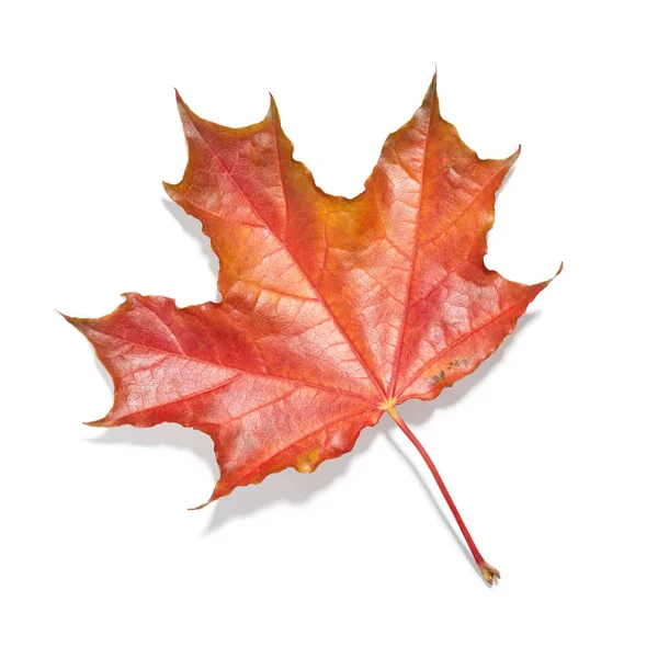 Maple leaf on white background — Stock Photo, Image