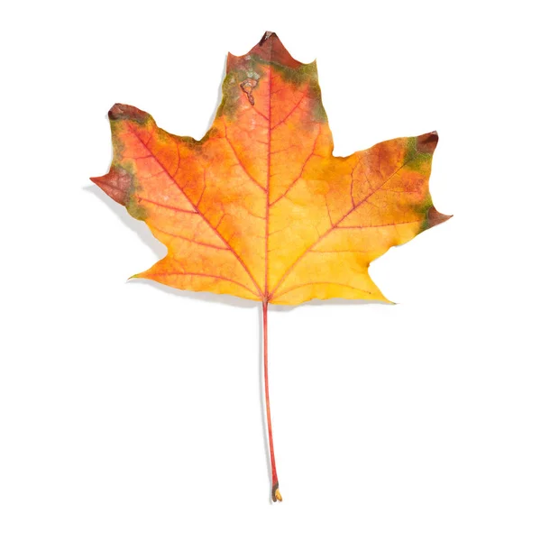 Autumn leaf on white background — Stock Photo, Image