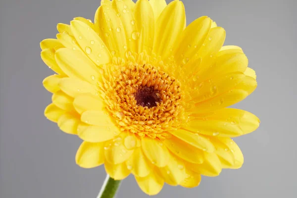 Flor de gerbera amarela com gotas de água — Fotografia de Stock