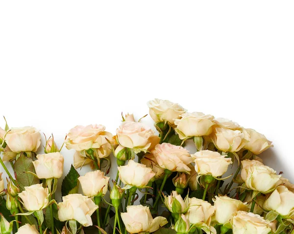 Beyaz arka planda güzel güller — Stok fotoğraf