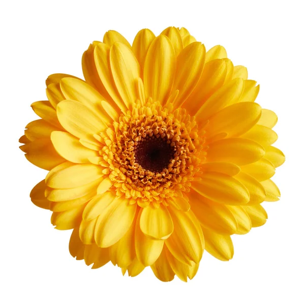 Gerbera daisy flower — Stockfoto