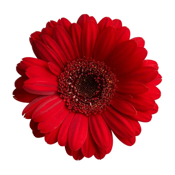 Gerbera czerwony kwiat — Zdjęcie stockowe