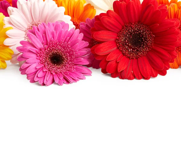 Gerbera flowers — Stock Photo, Image