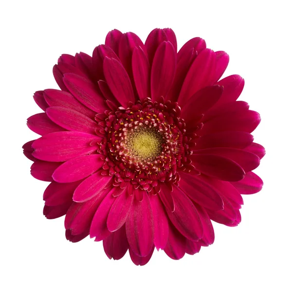 Прекрасний Гербери квітка — стокове фото