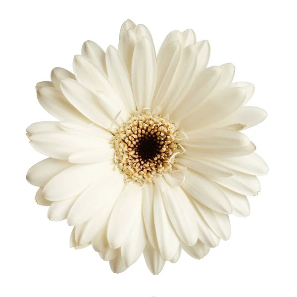 Gerbera stokrotka kwiat — Zdjęcie stockowe