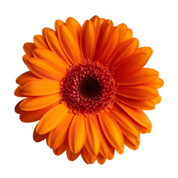 Gerbera fleur sur fond blanc — Photo