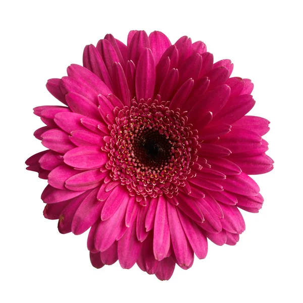Цветок герберы — стоковое фото