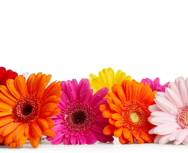 Gerbera-Blumen — Stockfoto