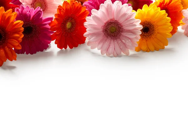 Ζέρμπερα λουλούδια με σταγόνες νερό — Φωτογραφία Αρχείου