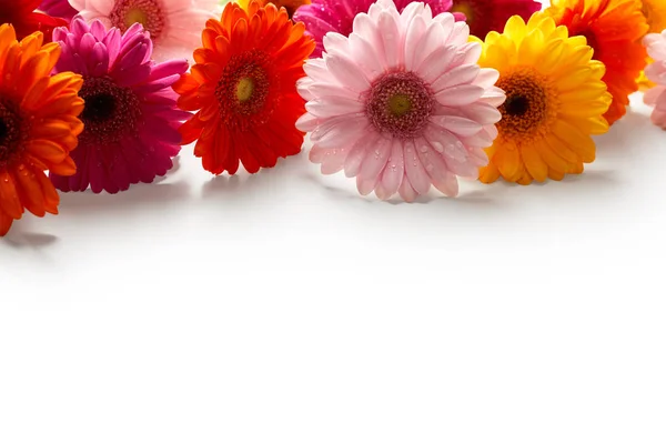 Gerberas con gotas de agua — Foto de Stock