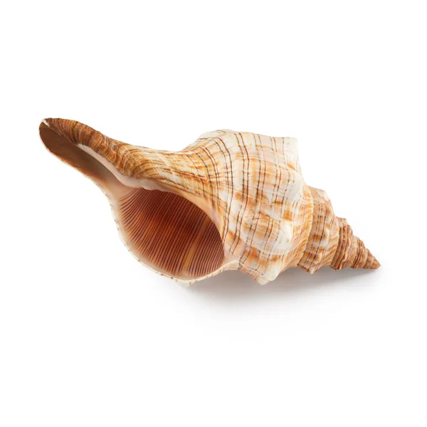 Beautiful Large Seashell Isolated White Background — Stock Photo, Image