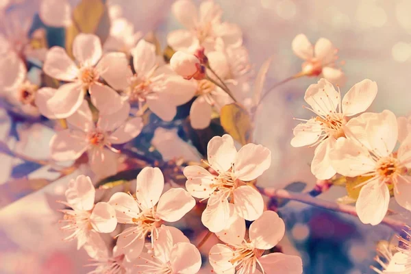 Cherry Blossom rosa blommor — Stockfoto