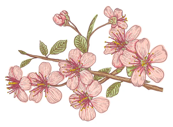 Pink sakura blossom — Stock Vector