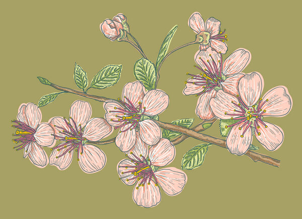  Pink sakura on green background.