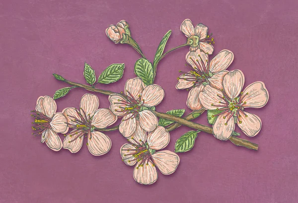 Vintage Illustration Flowers Cherry Blossoms Vintage Sakura Applique Style Velours — Stock Photo, Image
