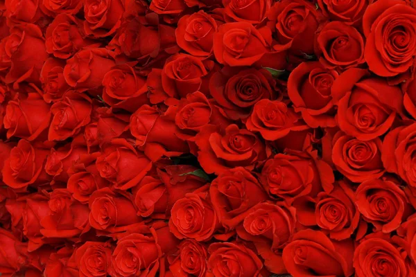 Grande lindo buquê de rosas vermelhas close-up — Fotografia de Stock