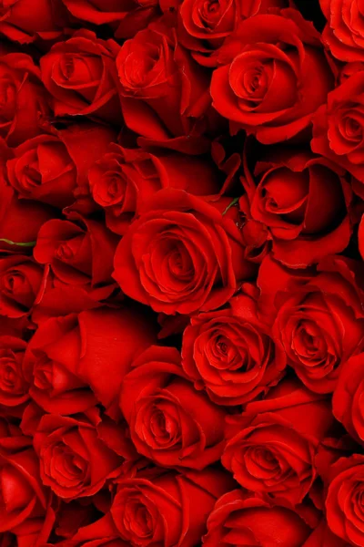 Grande lindo buquê de rosas vermelhas close-up — Fotografia de Stock