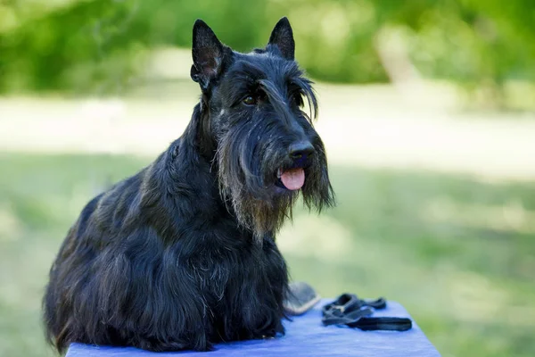 Black Scotch Terrier posando sobre la hierba verde en el parque Imágenes De Stock Sin Royalties Gratis