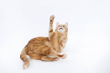 Beyaz arka plan portre üzerinde yalan poz Kızıl gözlü güzel kırmızı kedi