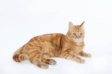 Beyaz arka plan portre üzerinde yalan poz Kızıl gözlü güzel kırmızı kedi